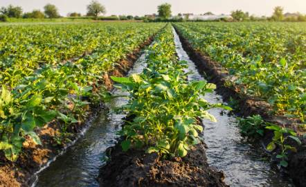 Agriculture & Irrigation